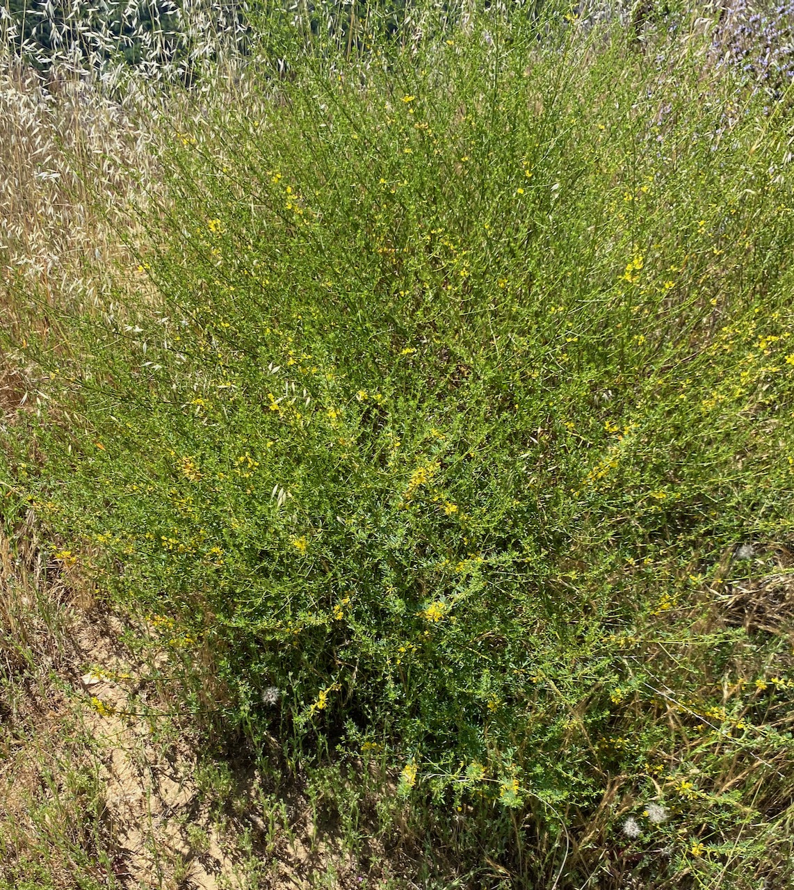 Deerweed (Acmispon glaber) bush.