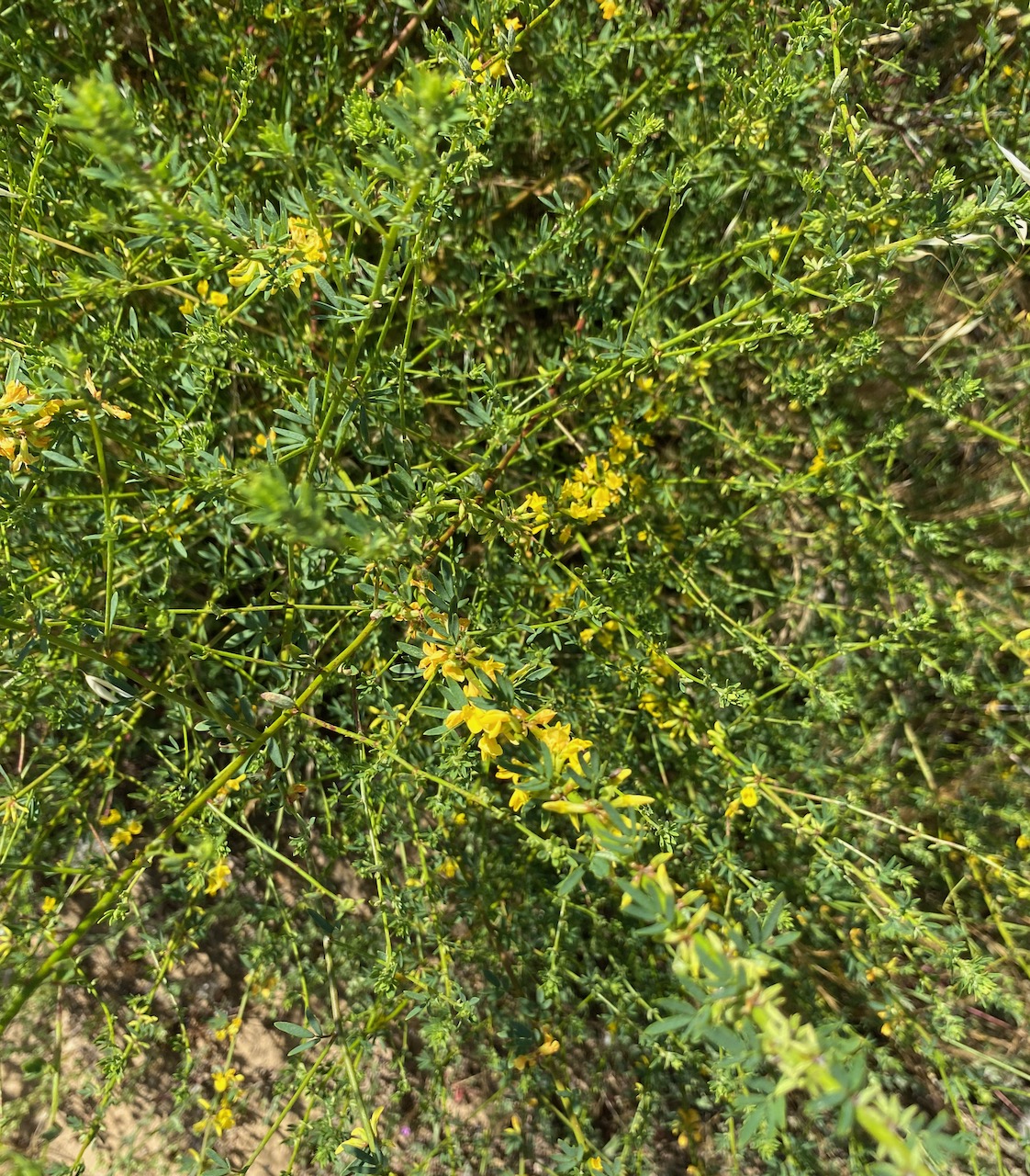 Deerweed (Acmispon glaber) stems.
