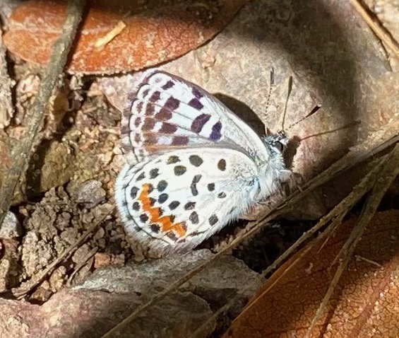 Bernardino Blue butterfly - Euphilotes bernardino.
