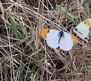 An animation of orange tip butterflies (Anthocharis cardamines) at the Marvin Braude Mulholland Gateway Park in Tarzana.