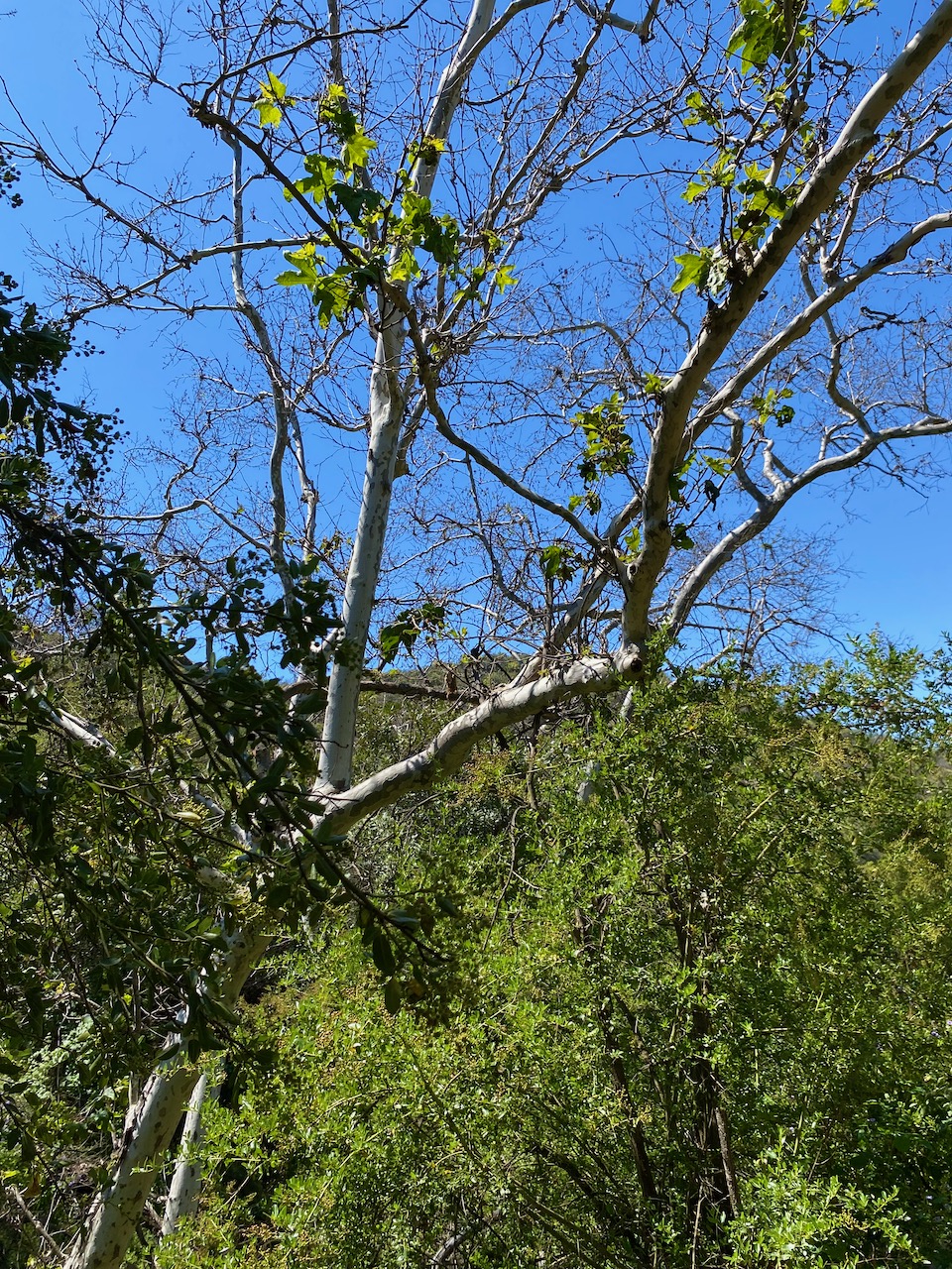 A tall Western Sycamore (Platanus racemose) along the Garapito Canyon Trail in the Marvin Braude Mulholland Gateway Park in Tarzana, CA.
