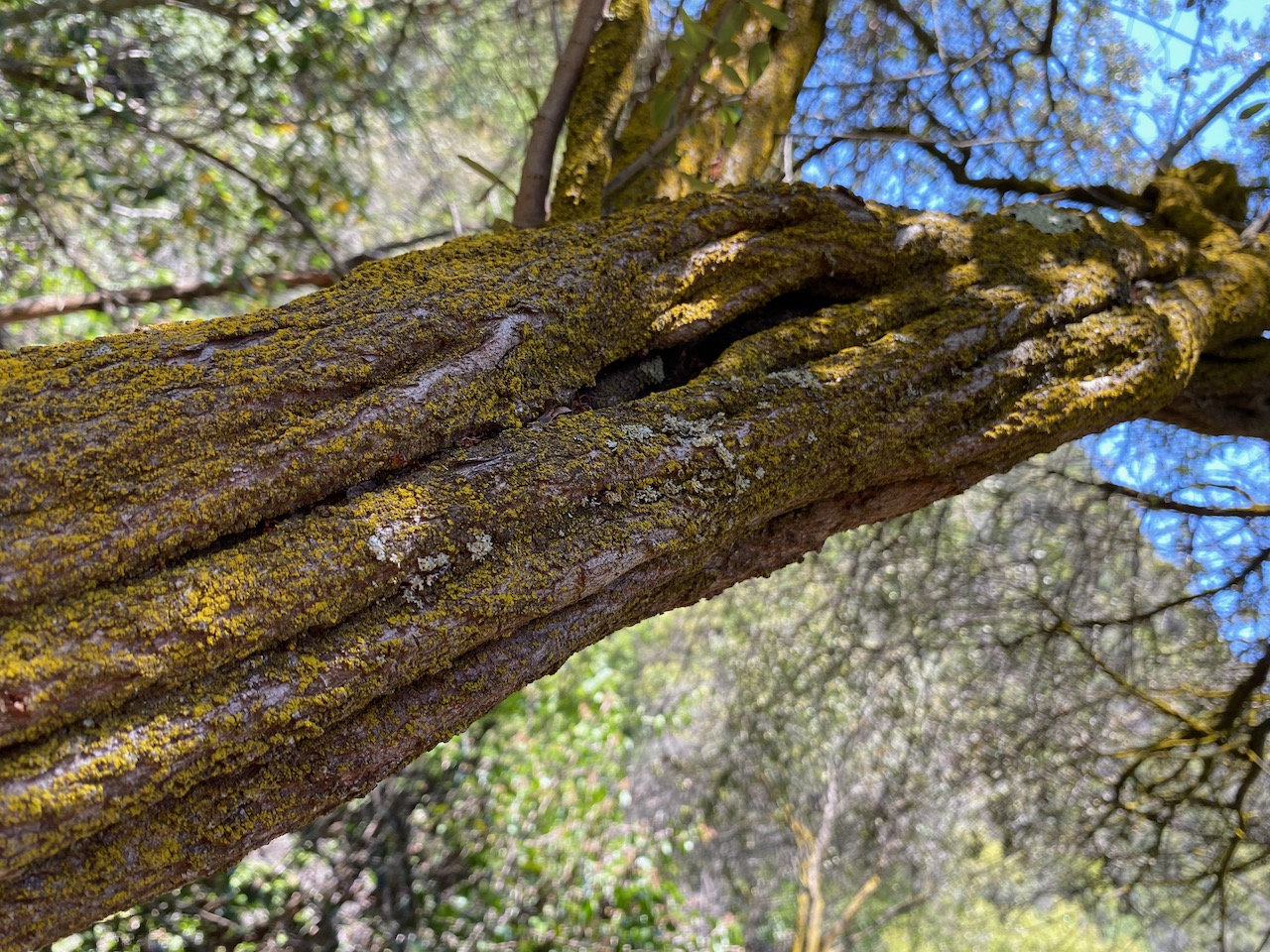 Interesting lichen growth on a shaded tree limb along the Garapito Canyon trail.