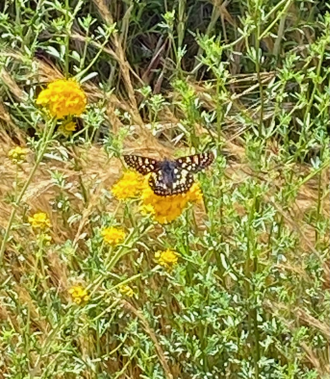 Variable checkerspot butterfly (Euphydryas chalcedona).