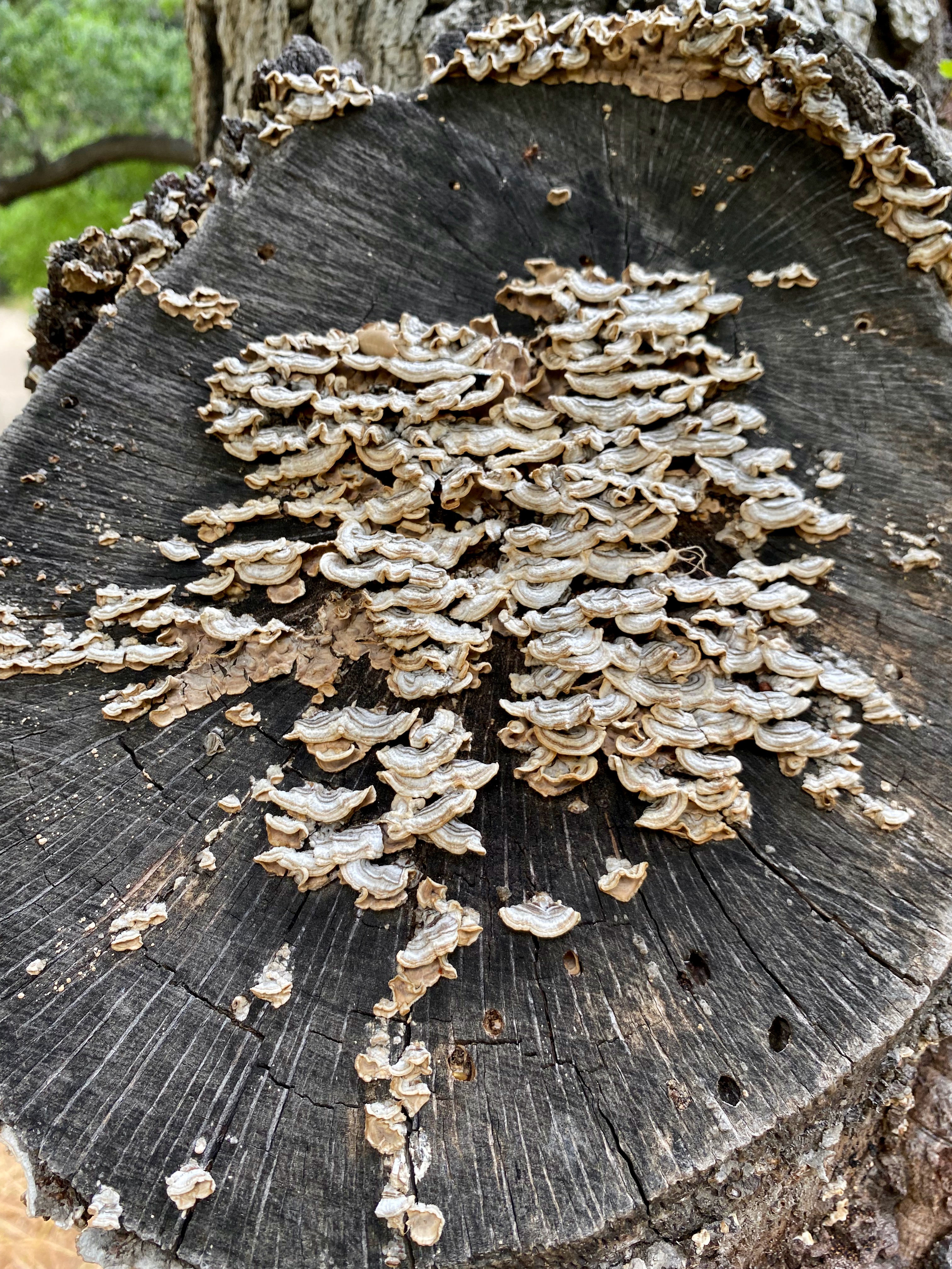 A close up photo of hairy crust curtain fungus (false turkey tail or Stereum hirsutum) growing on an oak tree in Placerita Canyon.