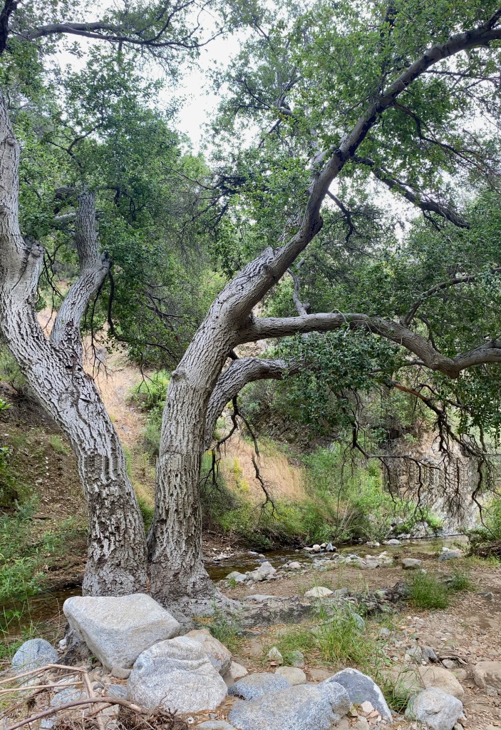 A tall oak tree on the creek canyon floor on the Placerita Canyon trail in Newhall, California.
