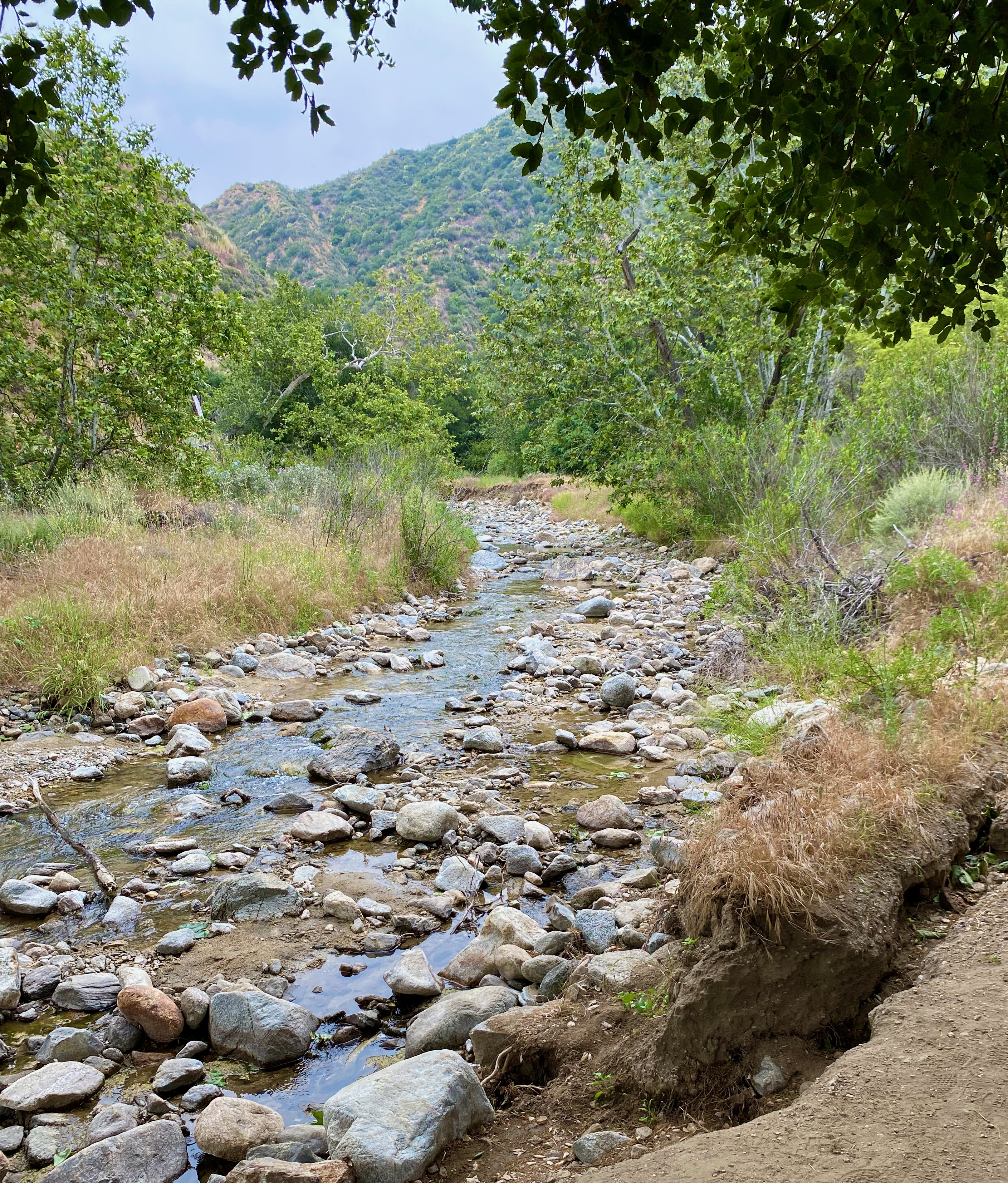 The running creek along Placerita Canyon near the start of the trail.