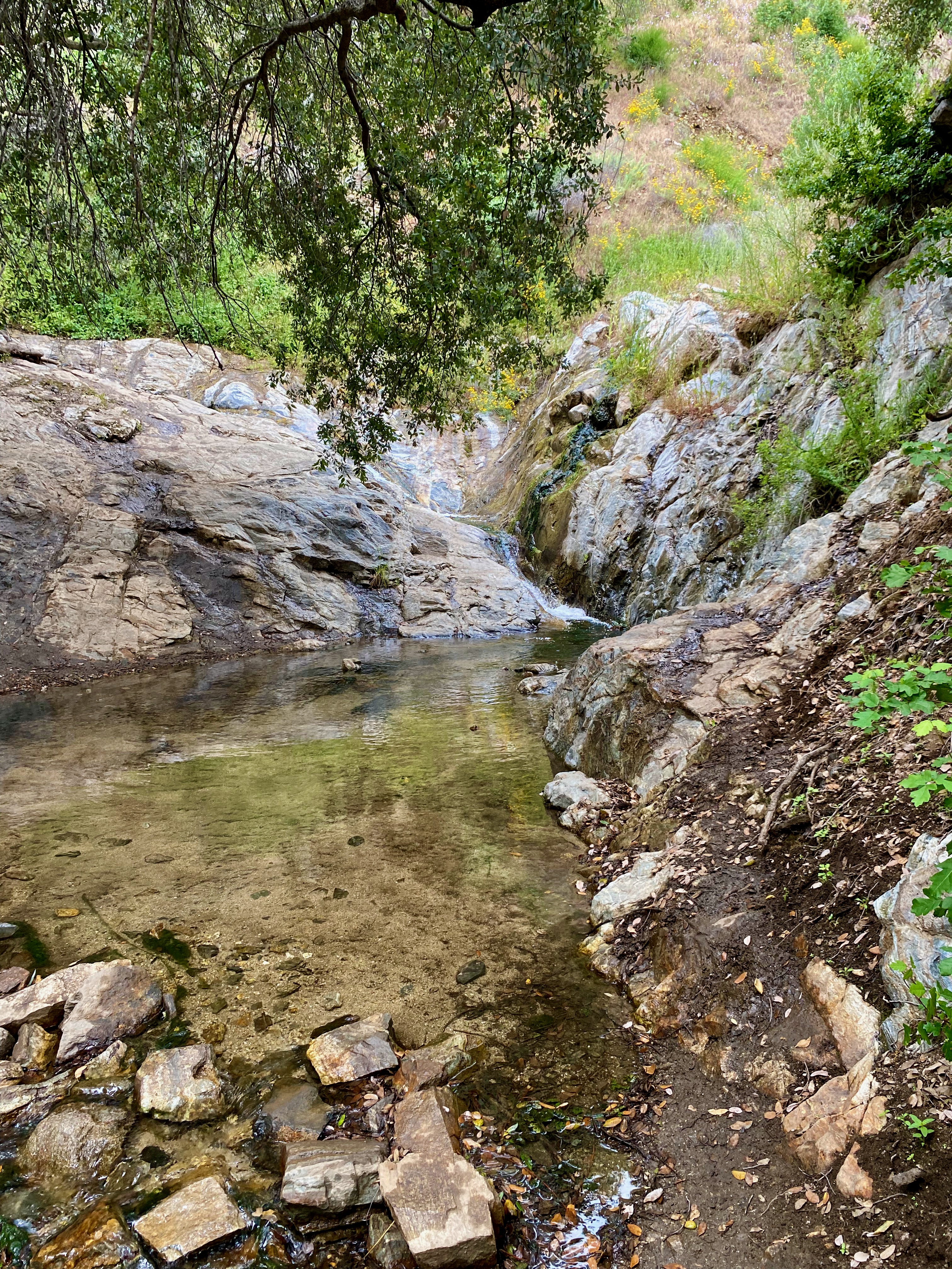 One of the wet creek crossings along the Waterfall trail in Placerita Canyon.