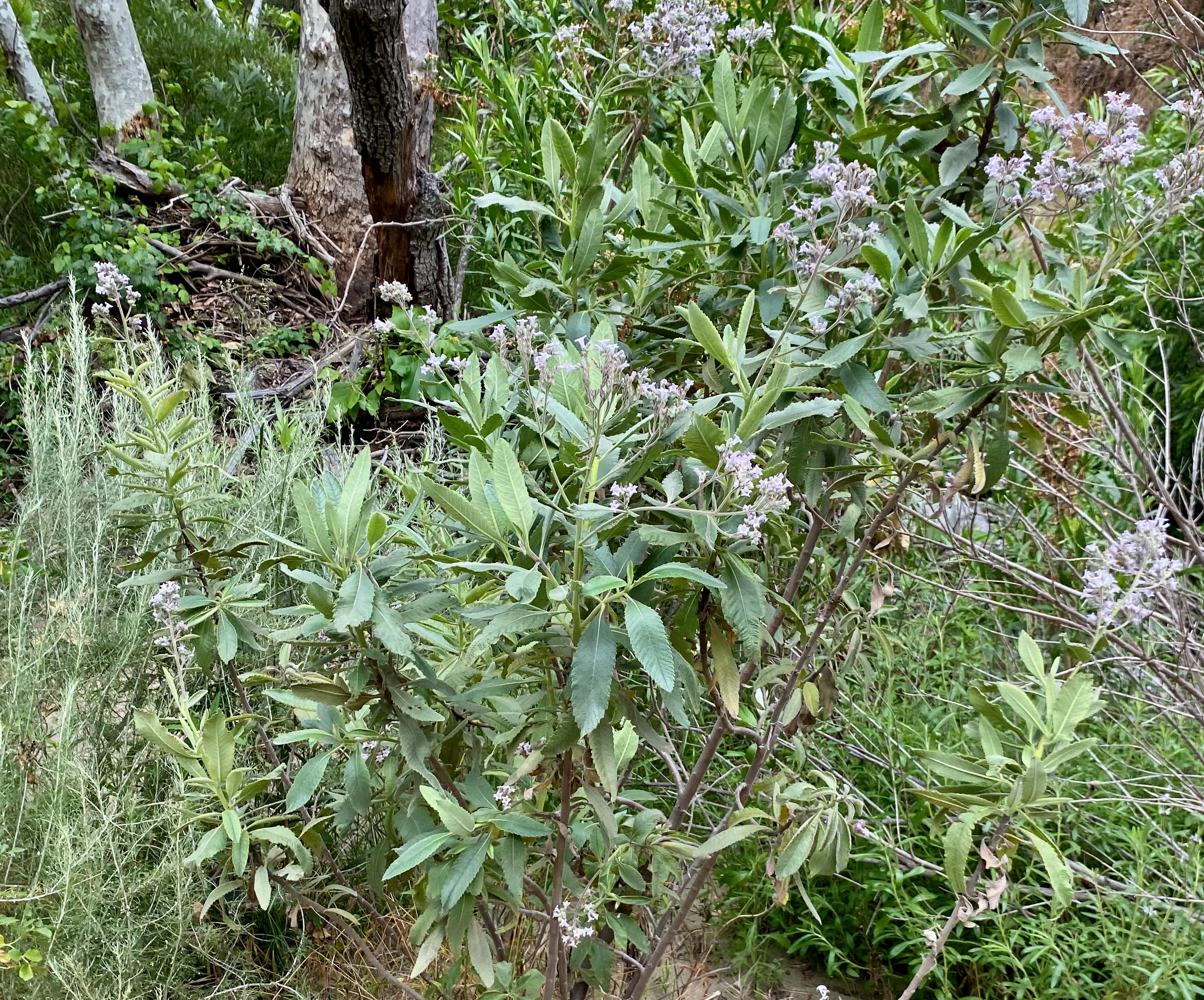 yerba santa (Eriodictyon californicum)